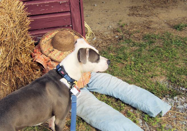 oct 25 2015 jade scarecrow