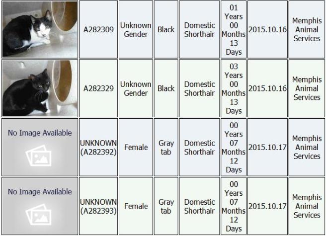 Screenshot of the last 4 cats listed on the MAS PetHarbor website, taken October 29, 2015.
