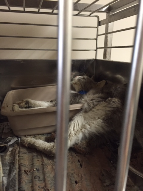 Cat ID #A004477 at the Fort Bend Co pound. (Photo by Taylor Cook)