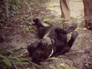 Padi, as pictured on Facebook.