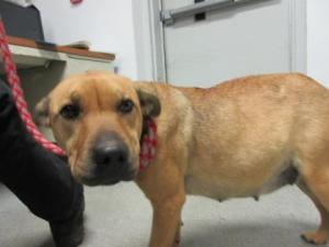 lincoln co pregnant dog