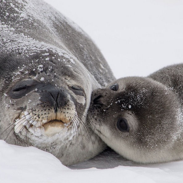 weddell seals