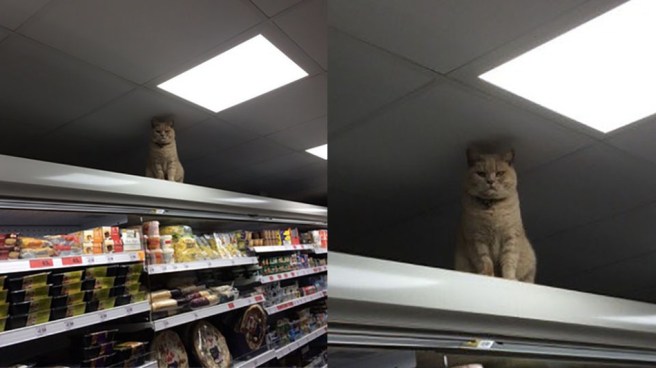 Cat_in_sainsburys