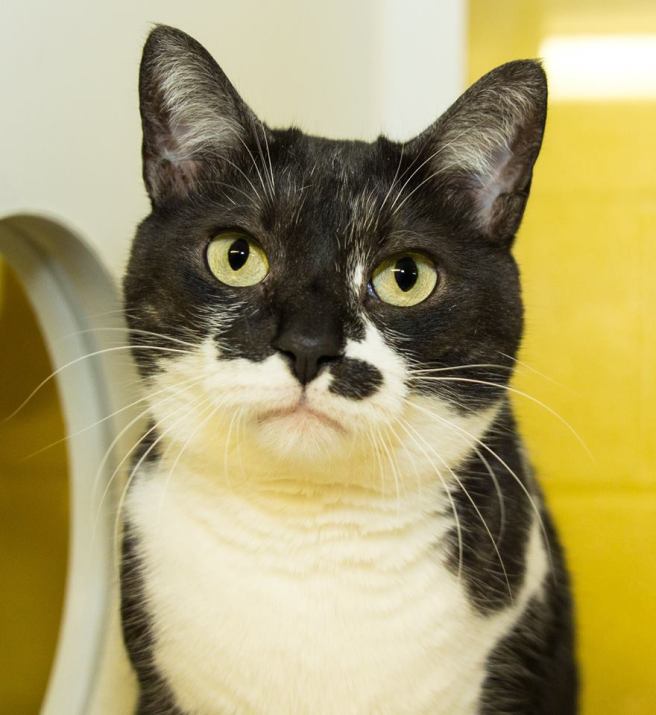 Judgmental cats sees all. (Photo by Casey Post)