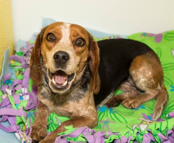 alice medina co spca