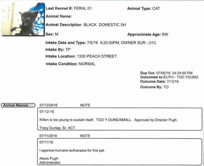 mas kitten too young