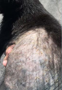 ky-shelter-study-puppy-vet-care