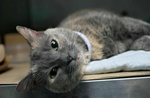 chloe-brooklyn-a1096220