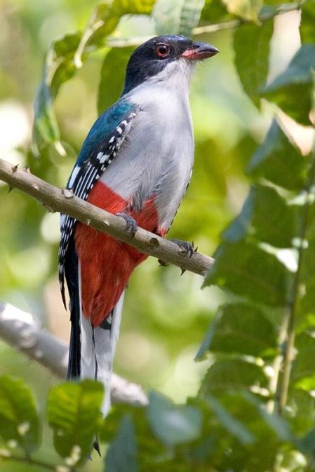 trogon