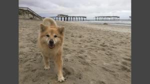 Bella, as pictured on the abc11 website.