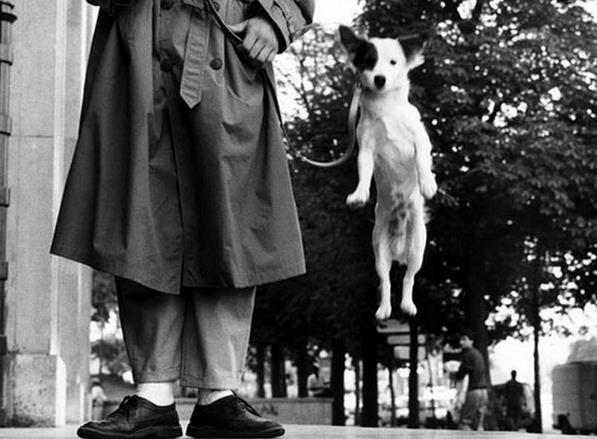 vintage-dog-photographs-by-elliott-erwitt