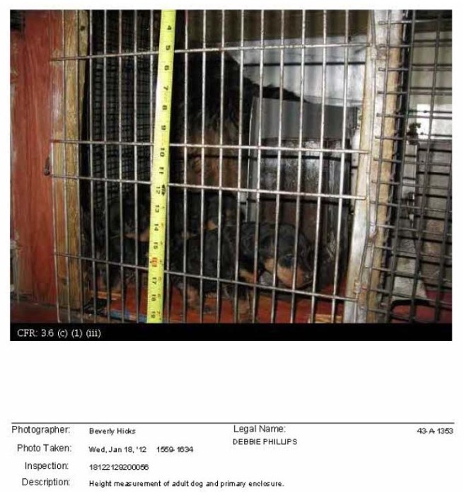 rottie pups in mill usda