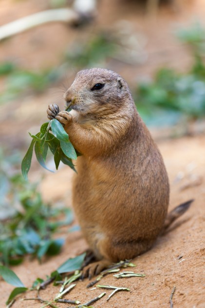 black-tailed-prairie-dog-public domain