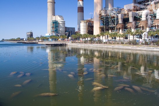 manatees teco
