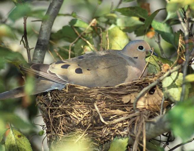 mourning_dove_on_nest