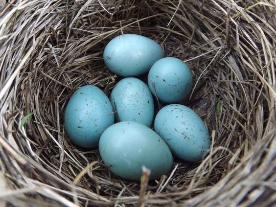 robin eggs