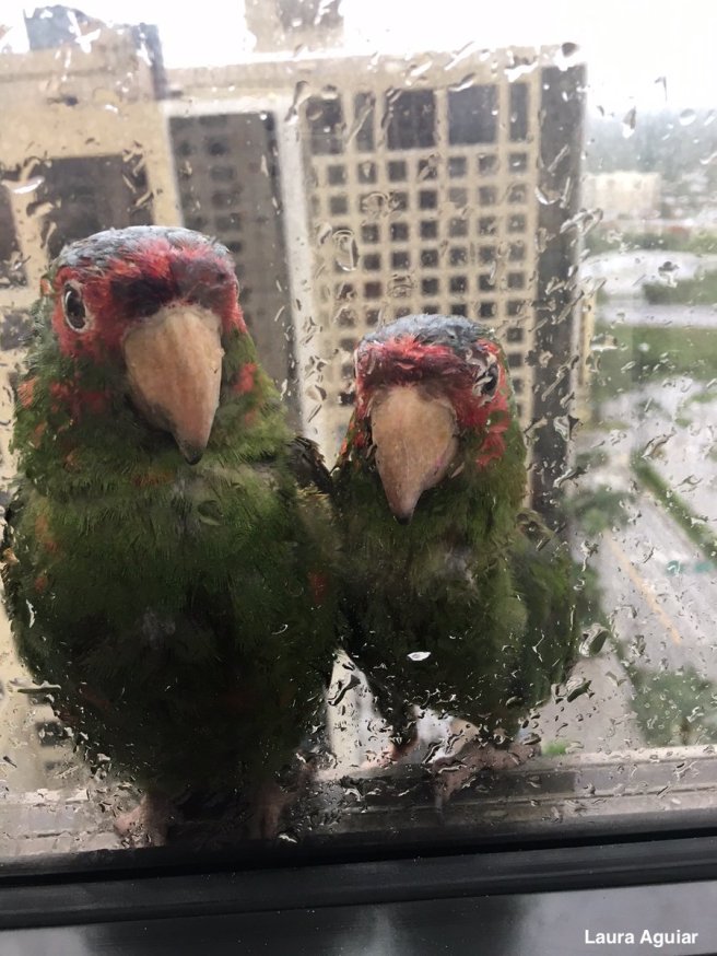 irma parrots