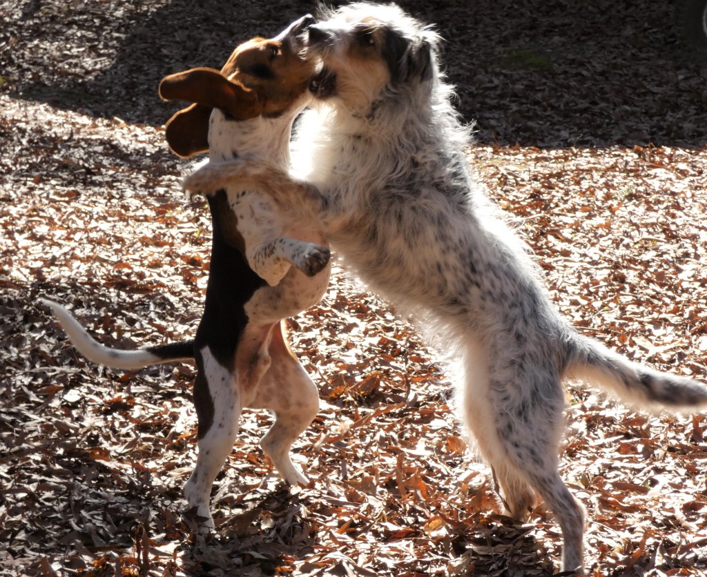 A beagle and a mixed breed dog of approximately equal size roughhousing outside, both on their hind legs, mouths open.